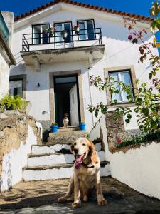 un perro sentado frente a una casa en Casa SuasDuas, en Vila Cova de Alva