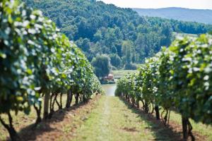 una fila de árboles con un río en el fondo en Zselicvölgy Szabadidőfarm, en Hajmás