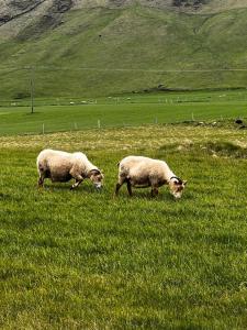 dwie owce wypasające się na polu zielonej trawy w obiekcie Hotel Skógá by EJ Hotels w mieście Skógar