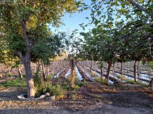a row of trees in a vineyard at Viñedos del Este in San Juan