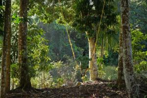 Gallery image of BLUE CREEK Pool property in Meppādi