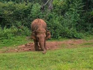 Altri animali domestici presso l'affittacamere o nei dintorni