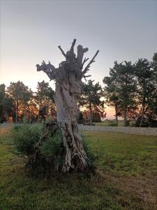 un tronco de árbol muerto en medio de un campo en Ballium Luxury Relais, en Avola