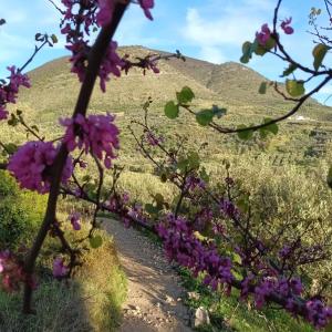a trail in the mountains with purple flowers at Pablo's Moto Inn 