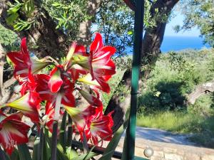 a red and yellow flower next to a pole at Casa Tereza in Plátanos