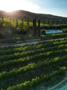 een uitzicht over een tuin met bomen en een zwembad bij Viticcio in Greve in Chianti