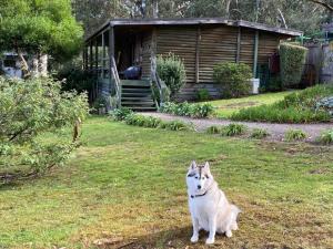 Mascotas con sus dueños en Lorne Groovy Ocean View Log House, Pet Friendly, FREE WIFI wine & chocolates kangaroos in the evening
