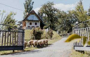 una manada de ovejas caminando por un camino al lado de una casa en Ferienhaus am HerbstHof, en Leutschach