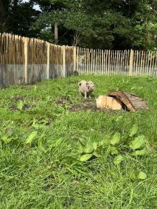 Zwierzęta zatrzymujące się w obiekcie Prullenbos Tiny Nutz Nest