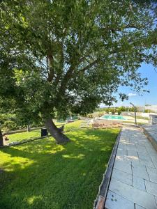 un parque con un árbol y una piscina en Colle Del Sole, en Lastra a Signa