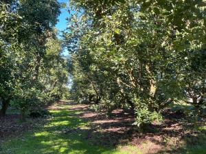 a row of trees with green leaves on them at Baybell Lodge in Tauranga