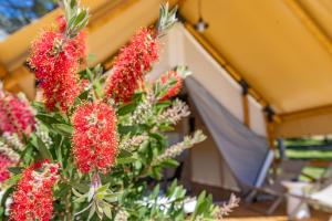 a group of red flowers in front of a tent at Glamping & Holiday Home experience - Camp Dole in Živogošće