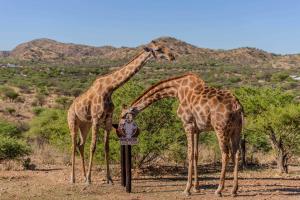 zwei Giraffen stehen nebeneinander auf einem Feld in der Unterkunft Windhoek Game Camp in Lafrenz Township