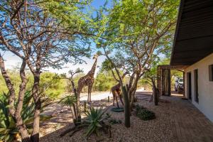 Zahrada ubytování Windhoek Game Camp