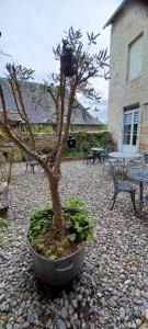 a small tree in a pot on a gravel patio at Logis La P'tite Futée in Meymac
