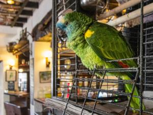 Un pappagallo verde è seduto in una gabbia di New Inn a Crediton