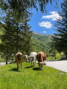 dwie krowy pasące się na trawie przy drodze w obiekcie HOTEL CAMPO STELLA w mieście Leonessa