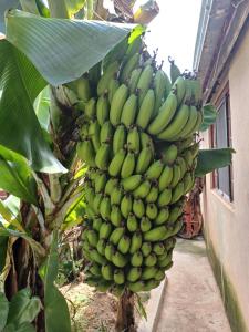 a large bunch of bananas hanging from a banana tree at Rancho Meu Ambiente in Águas de Lindóia
