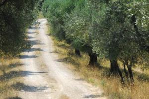 uma estrada de terra com uma fila de árvores nela em Sul Colle em Moricone