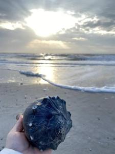 Lil'TipSea on Topsail - Close to the sound and beach! في توبسيل بيتش: شخص يحمل صخرة على الشاطئ