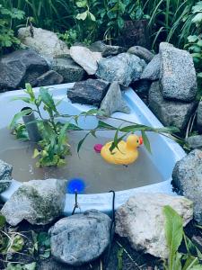 a toy rubber duck in a pond with rocks at Casa din dâmb in Cluj-Napoca