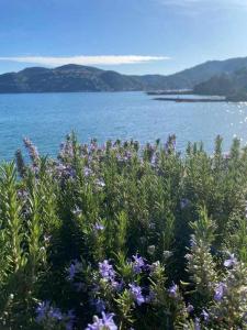 a bush with purple flowers in front of a body of water at L'Eden - Spacieux 3P Bord de Mer - Juans les Pins in Antibes