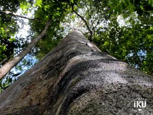 Gallery image of Reserva Îkü Amazonas in Leticia +18 photos