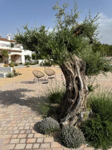a bonsai tree with two chairs in a courtyard at KAUKABA-Apartamentos Rurales- Adults Only in Pozo Alcón +88 photos