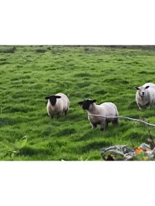 a group of sheep standing in a field at Cliff View Lodge Apartment in Liscannor