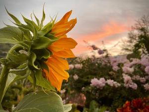 Hotel Campestre Casona del Camino Real外面的花园