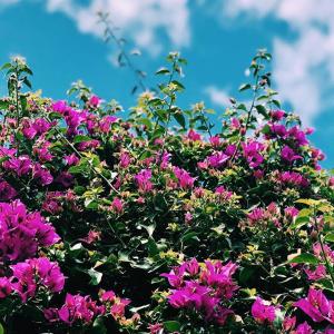 a bush of purple flowers with a blue sky in the background at Apartamentos Borda D´Agua in Albufeira