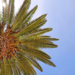 a close up of a palm tree with the sky in the background at Apartamentos Borda D´Agua in Albufeira
