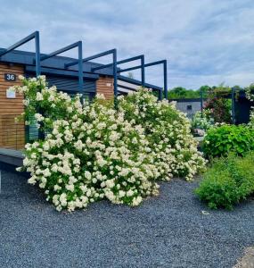 ein großer Busch weißer Blumen vor einem Gebäude in der Unterkunft Seepark Cox in Goch