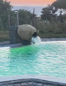 un oso está en el agua en una piscina en Villa Liuba, en Isquia