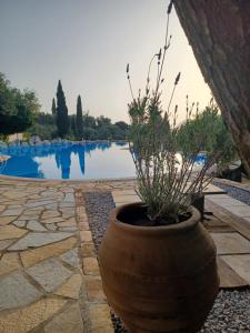 a large pot with a plant in it next to a pool at Medusa Lux Apartments in Liapades