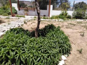 สวนหย่อมนอก Alexadra's house Κάτω Αλμυρή