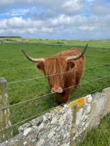 a cow with horns standing behind a fence at Glengolly Getaways in Thurso
