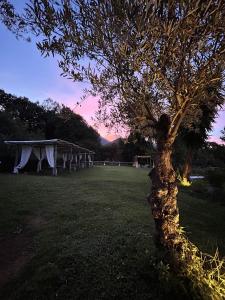 a tree in the middle of a field with a tent at Agriturismo Colle Maiano in Vietri sul Mare