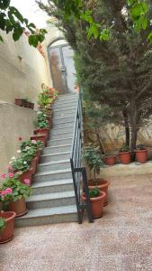 a set of stairs with potted plants on them at شقه مفروشه مع حديقه اربد بجانب مدارس دار العلوم in Irbid