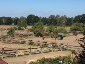 a group of horses in a fenced in field at Schöne Aussicht in Wienhausen