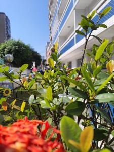 een groep planten voor een gebouw bij BEIRA MAR I - TUPI - 15 metros da praia - 2 dormitórios com VARANDA - WI FI e acomoda até 8 pessoas - ESTACIONAMENTO Gratuito in Praia Grande