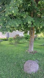 a tree in the grass with a rock next to a tree at Jaukaus buto nuoma Šiaulių rajone in Šapnagiai