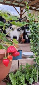 een hond die van achter een plant naar buiten gluurt bij GreenField Luxe in Jechegnadzor