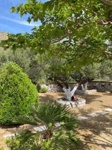 un jardin avec un arbre et quelques buissons dans l'établissement Casa SanGiorgio, 