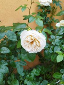 Κήπος έξω από το Whirlpool Appartement Baden-Baden, Schwarzwald