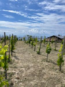 a row of grape vines in a vineyard at Casa Natura 40 in Parghelia