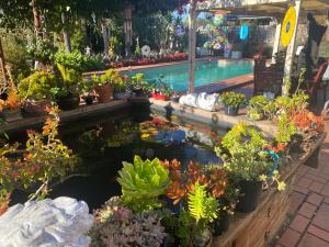 a garden pond with flowers and fish in a store at Merrypetch in Safety Beach