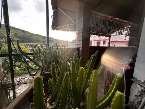 a cactus in a garden in front of a building at One House in Gongliao