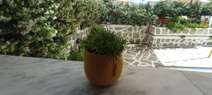 A garden outside Sweet Maisonette in Corfu Town