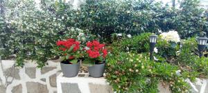 A garden outside Sweet Maisonette in Corfu Town